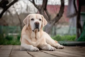 Vestibular Disease in Senior Dogs