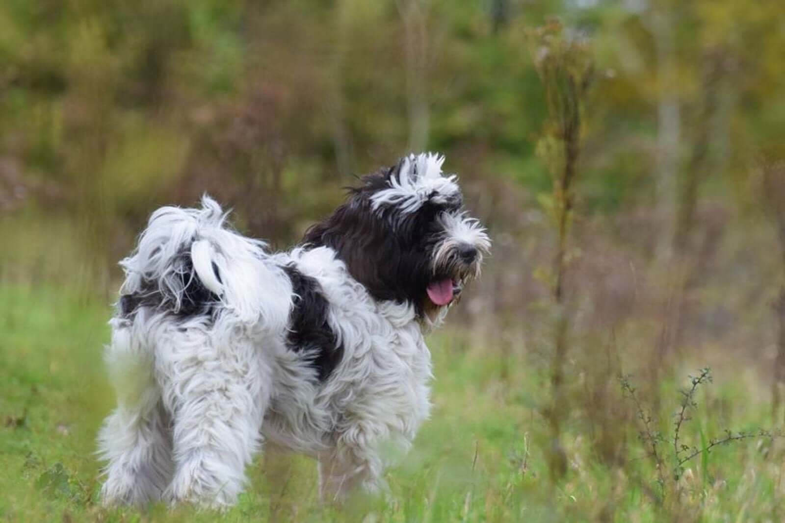 10 Ways To Stop Your Dog Eating Poo