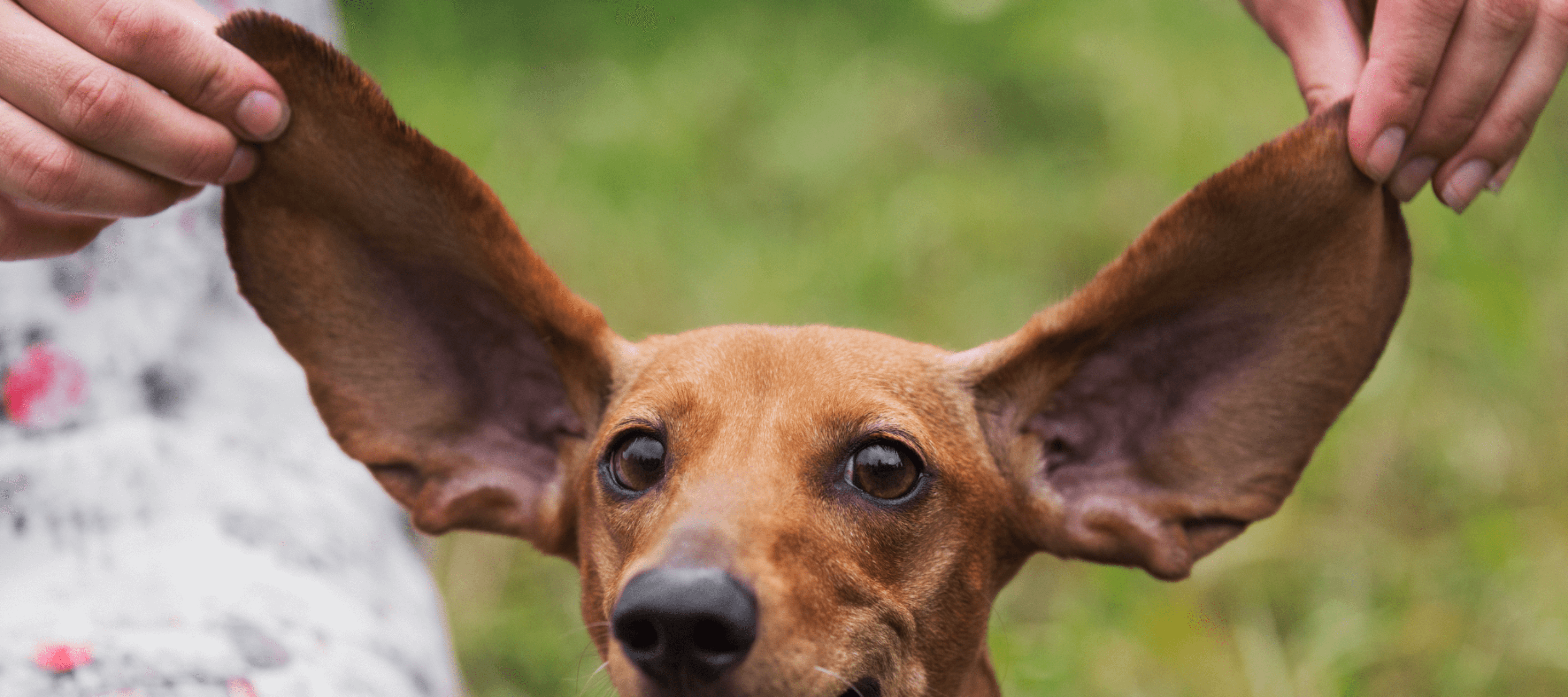 How do you clean your dog’s ears?