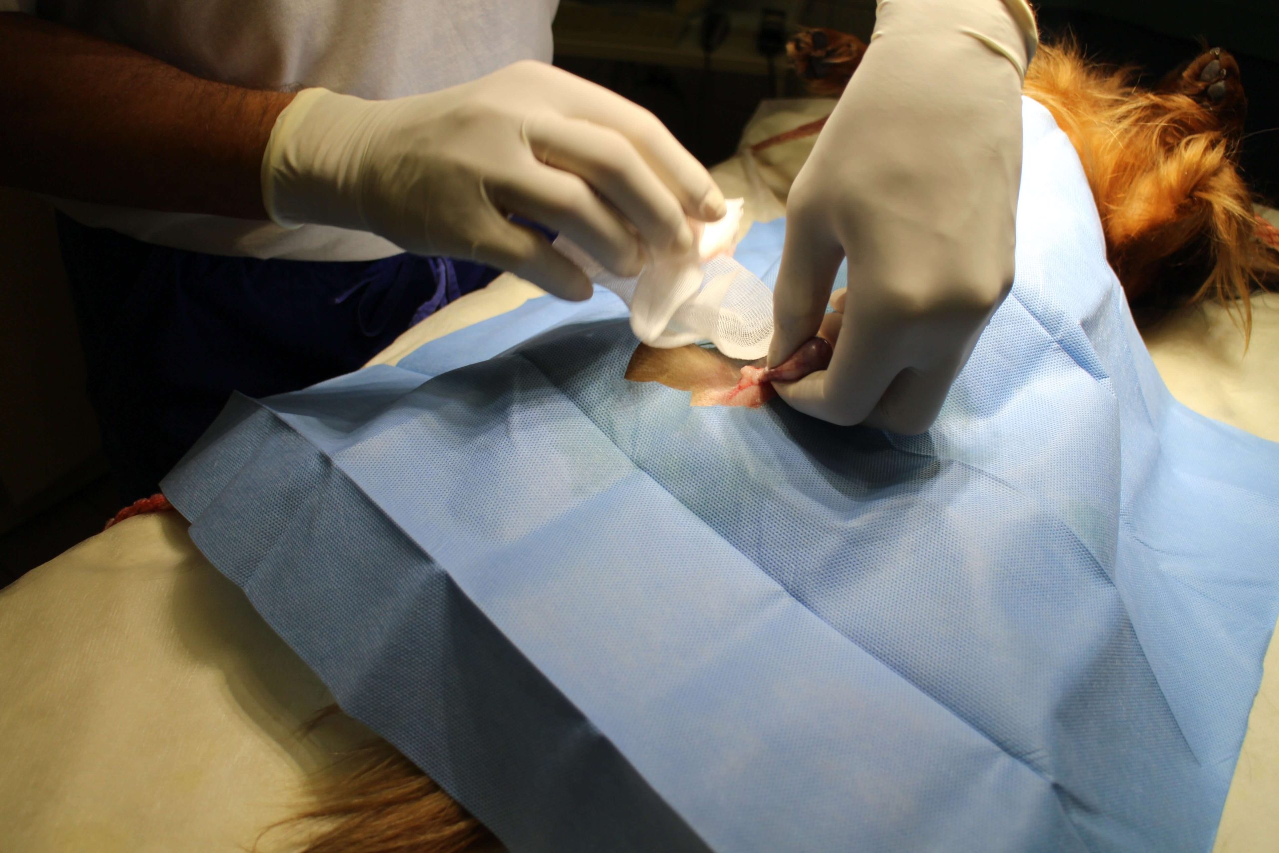 When should you neuter your dog?