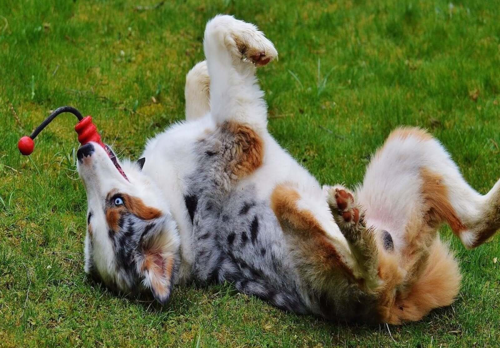 5 ways to entertain your dog during lockdown