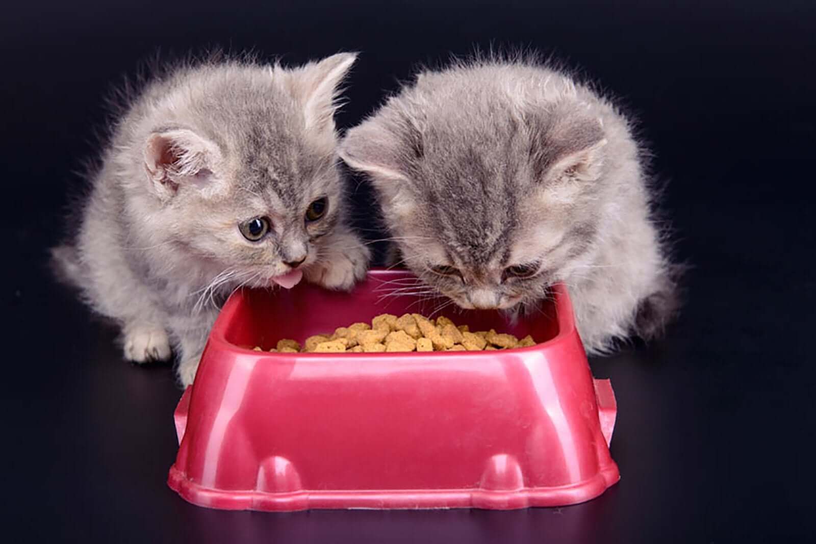Everything You Need to Know about Feeding Kittens