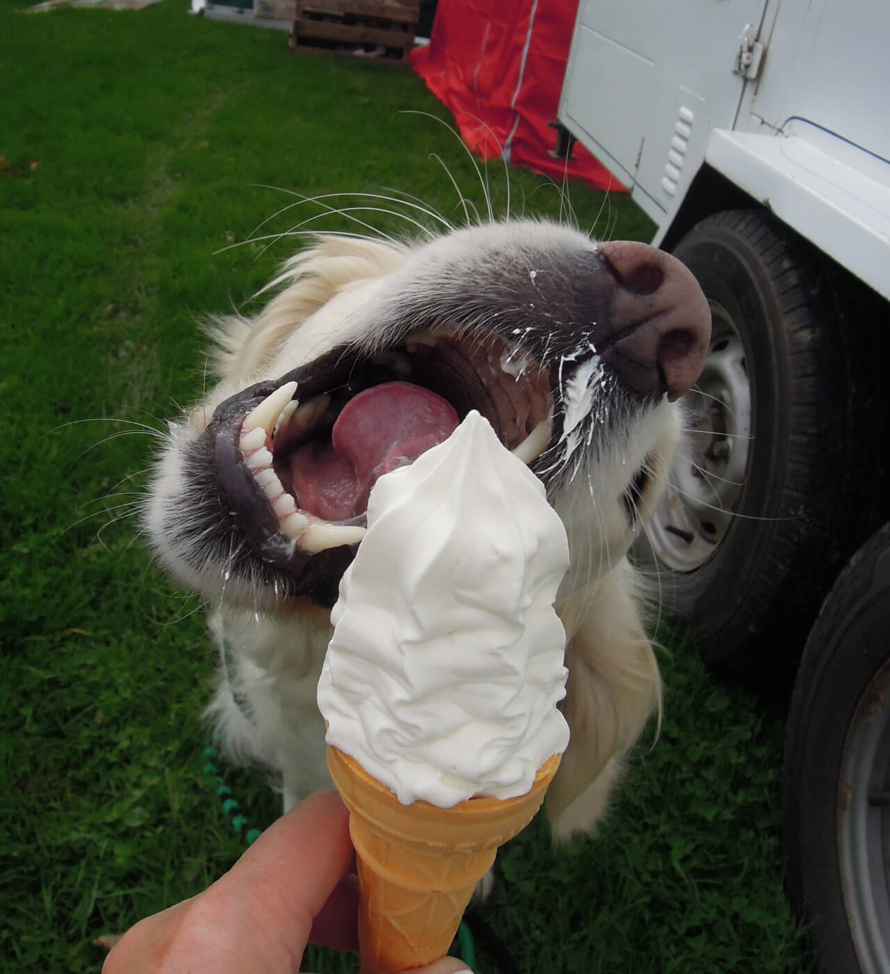 Southern Golden Retriever Display Team: Blaise