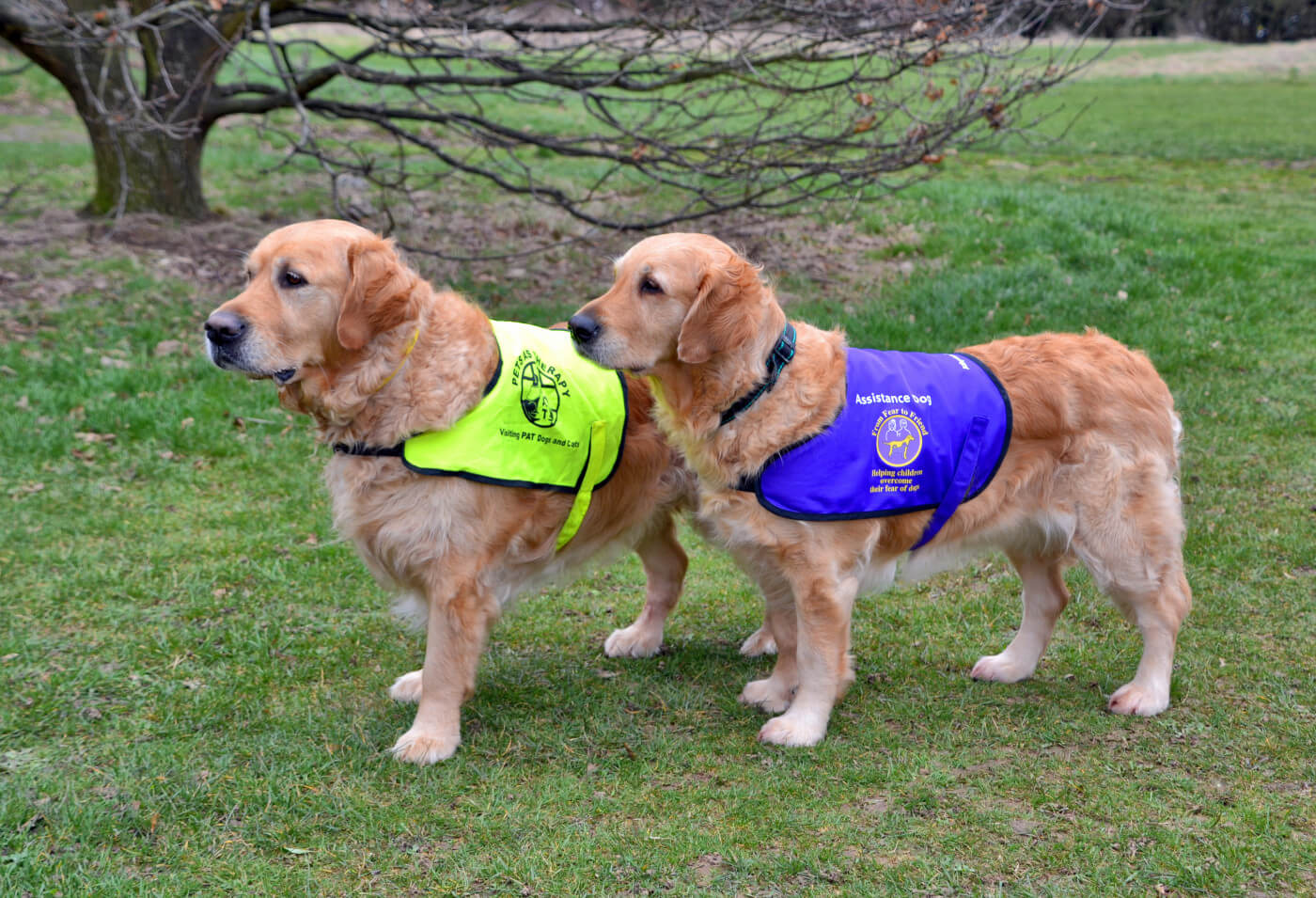 Golden Retriever Assistance Dogs