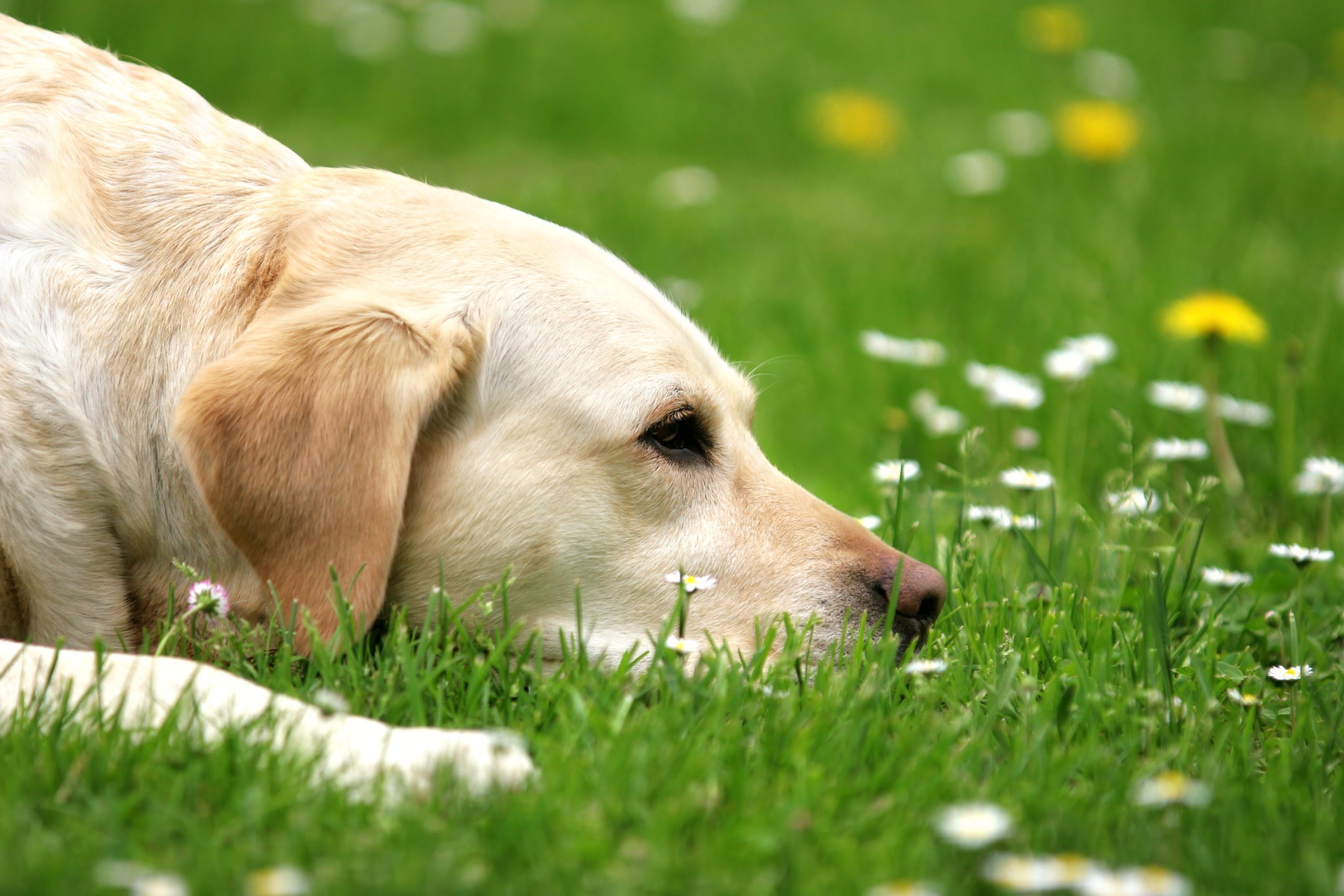 Springtime Poisons: Common Dog Toxicities to Watch Out For